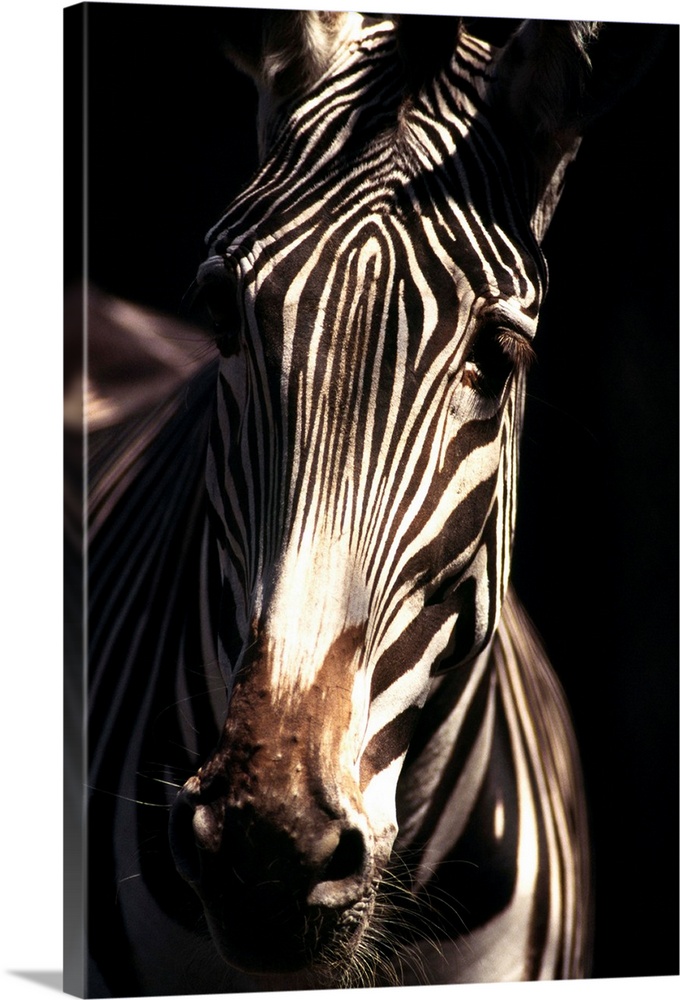 Detail of a Grevy's zebra, indigenous to Ethiopia and Kenya, Africa. (captive)