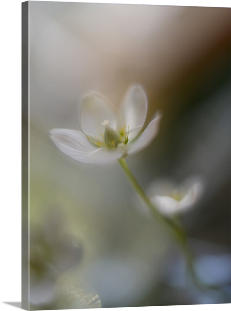 Delicate white flower almost obscured against a blurred background.