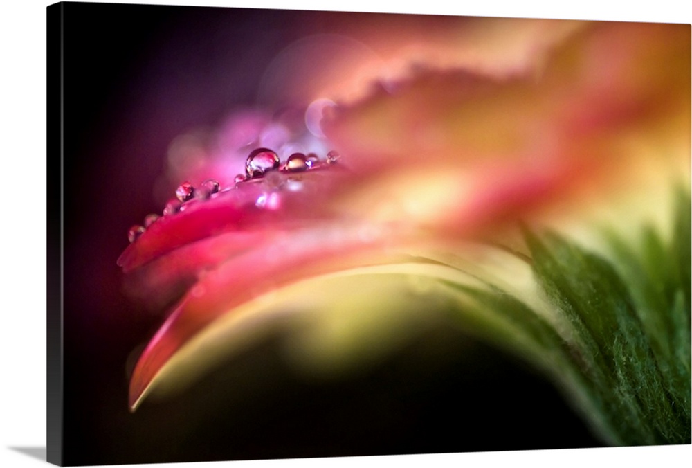 Artistic photograph of water droplets on the edge of a flower petal, with only the dewdrops in focus.