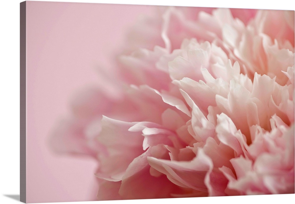 Large, horizontal close up photograph of a white and light pink flower, the background petals blurring into a soft backgro...