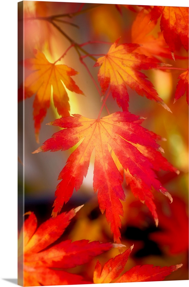 Red and orange maple leaves with a hazy effect.