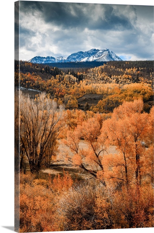 Fall Colors In Colorado | Great Big Canvas