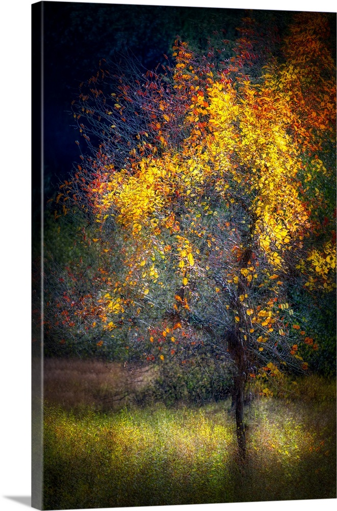 Abstract image of a wild apple tree in the mountains of British Columbia, Canada. The image was made using the in-camera b...
