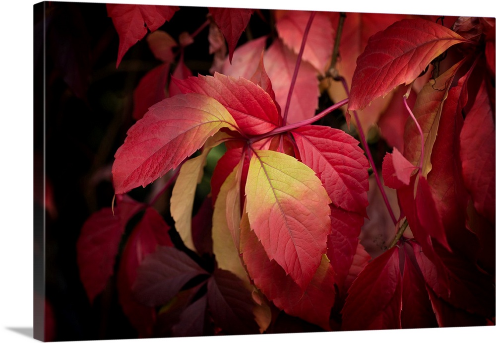 Fine art photo of a group of red leaves on a thin branch.