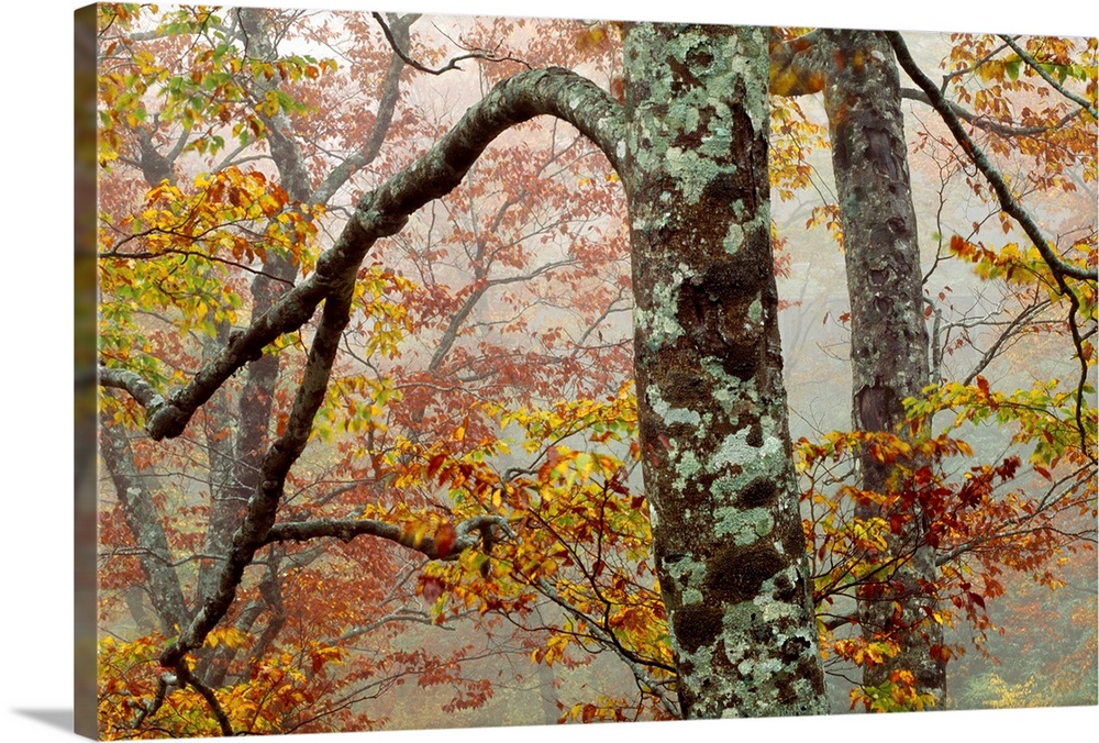 Maple trees, Yaku Shima, Japan