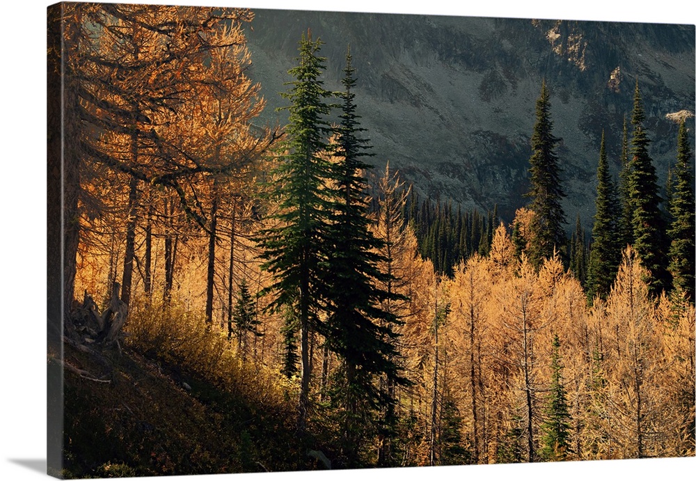 Larches and fir trees on a mountain slope in fall.
