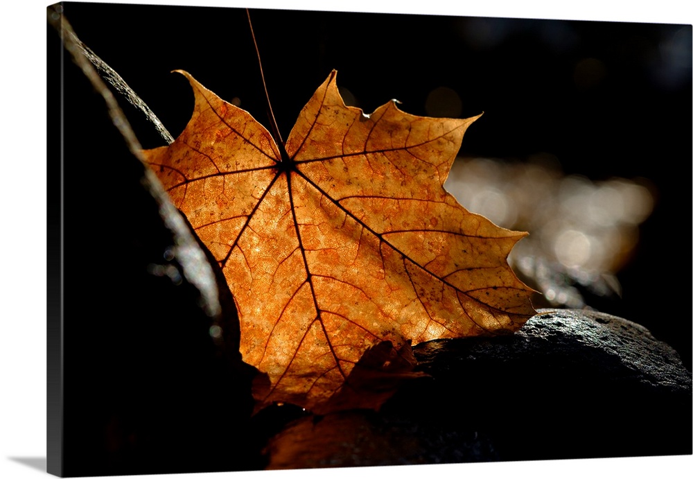 Photograph of a Fall leaf lit from behind, standing out against the dark stone it is resting on.