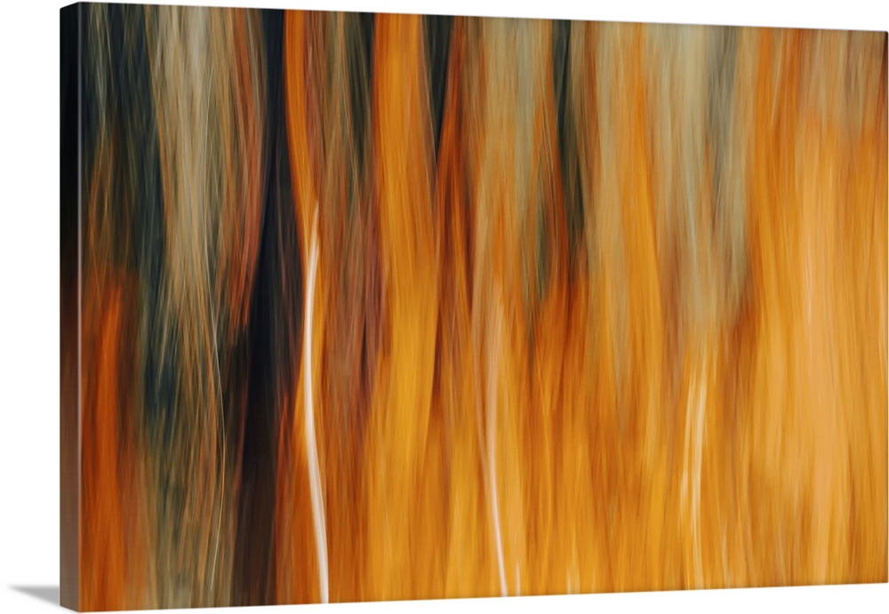 Abstract view of a group of trees.