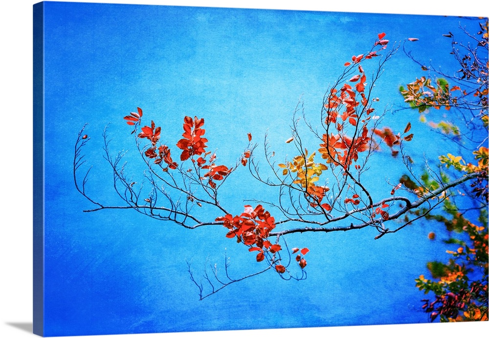 Photograph of a branch with orange, red, and yellow Autumn leaves on a blue background.
