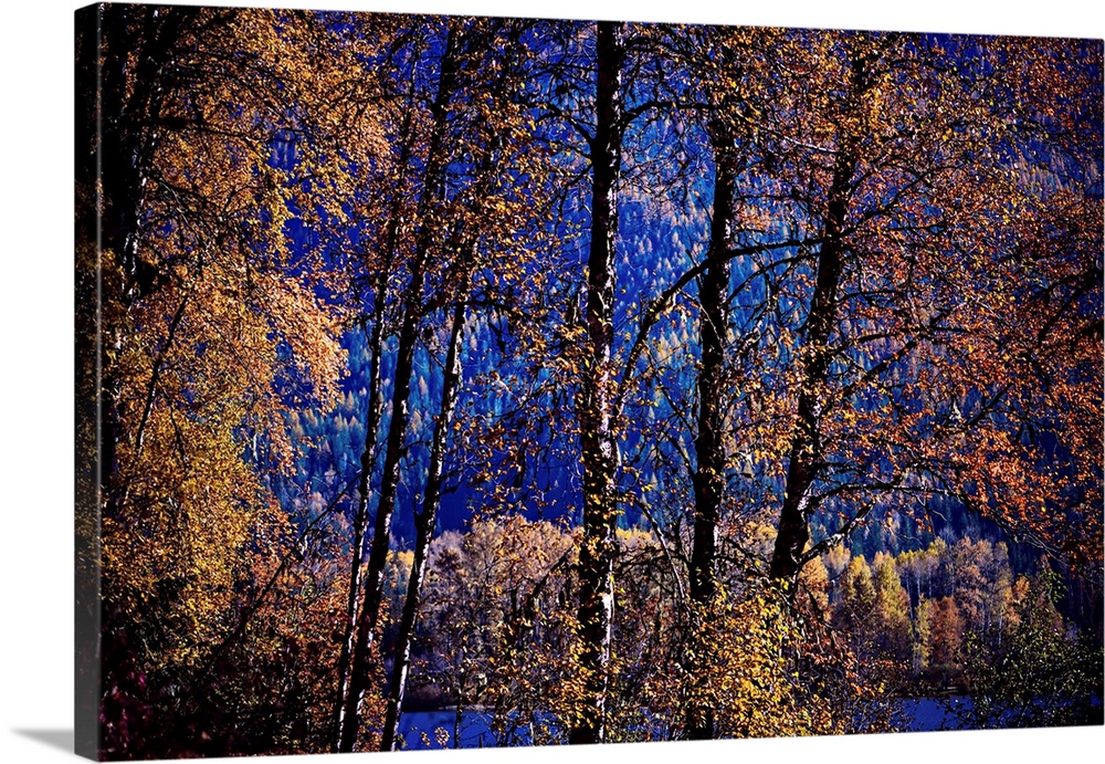 Single image of a line of trees by Summit Lake in British Columbia, Canada, overlooking the lake, with trees on the other ...