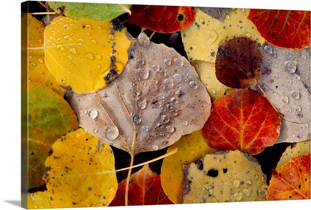 Landscape fine art photograph of a pile of fall leaves covered in dew drops.