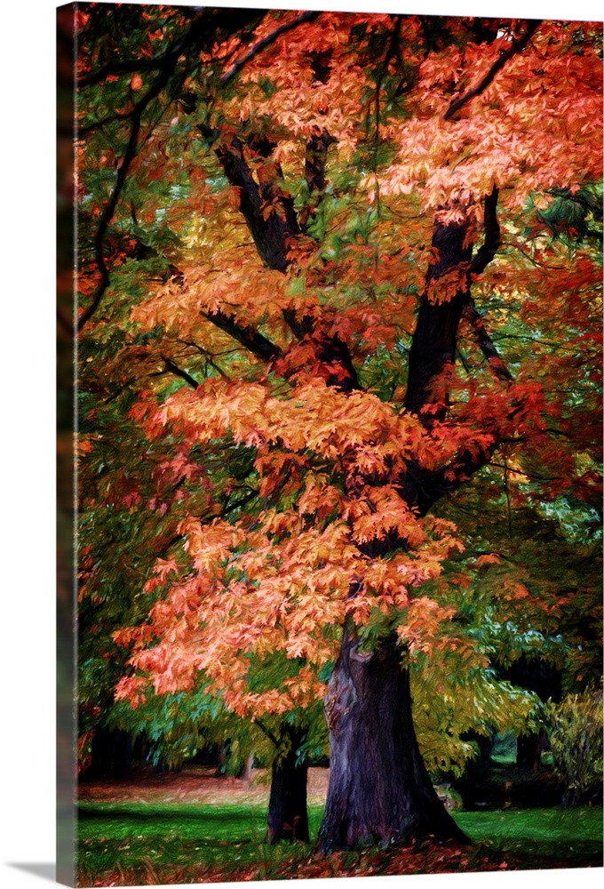 Fine art photograph of a tall tree with brightly colored fall leaves.