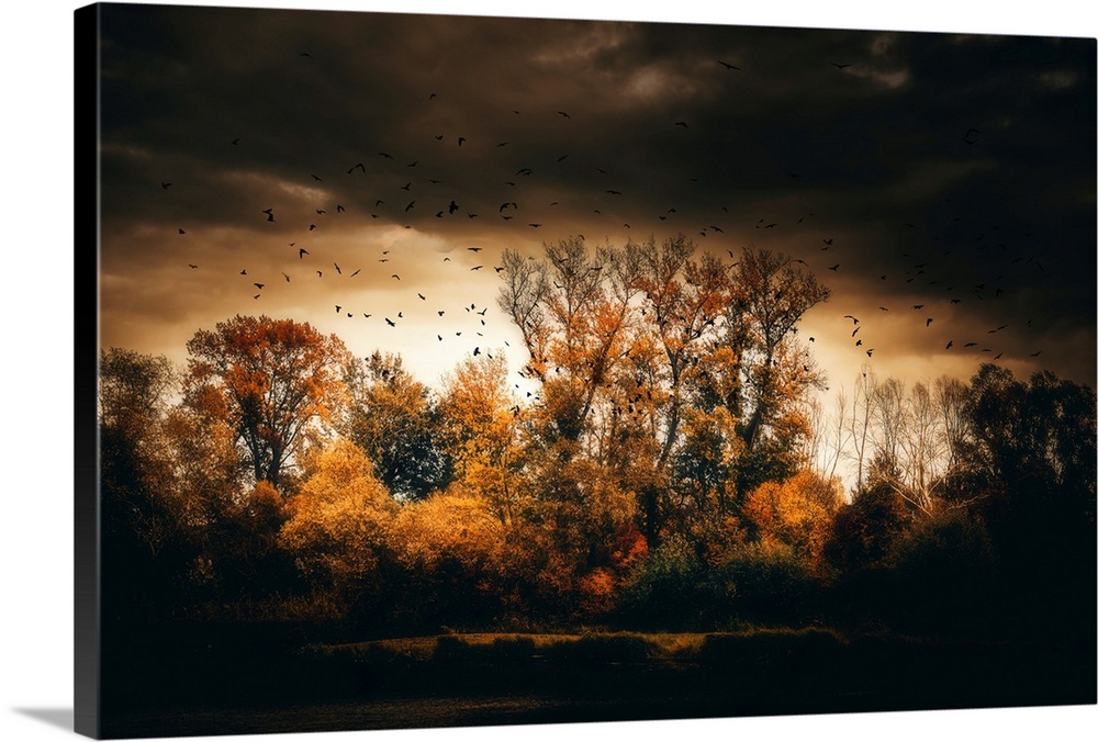 Flock of birds over a forest in autumn in a dark mood