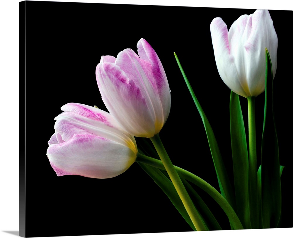 Photograph of white and pink tulips on a black background.