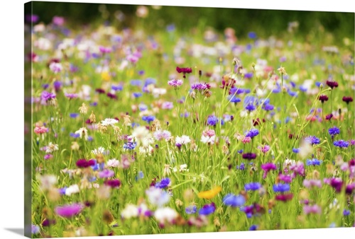 Field Of Flowers In Paintography | Great Big Canvas