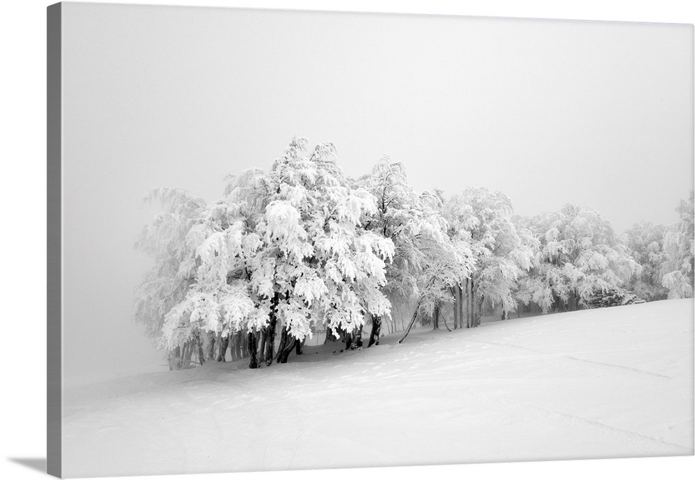 Snowy trees in the middle of the fog