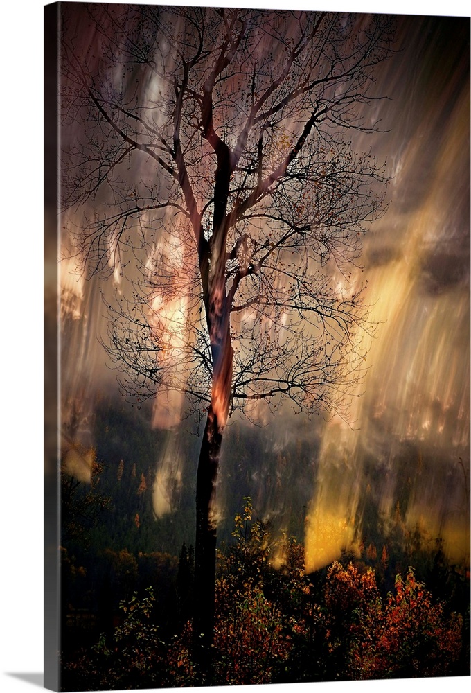 Abstract photograph of a tall, bare tree in the woods with moving light lines in the background.