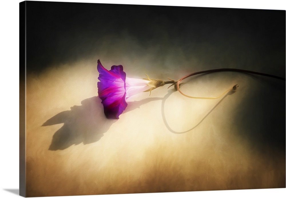 A purple flower laying on the ground in sunlight.