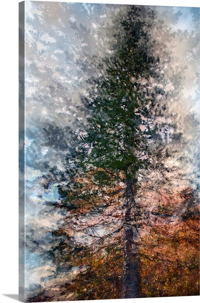 Artistic photograph of a tree in multiple exposures.