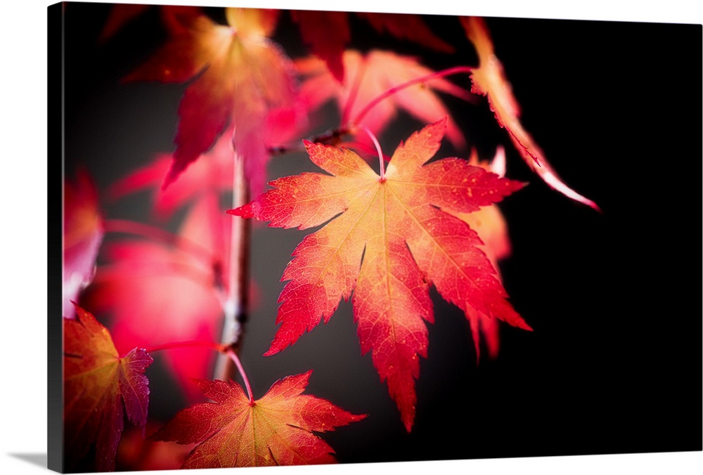 Red maple leaf on dark background