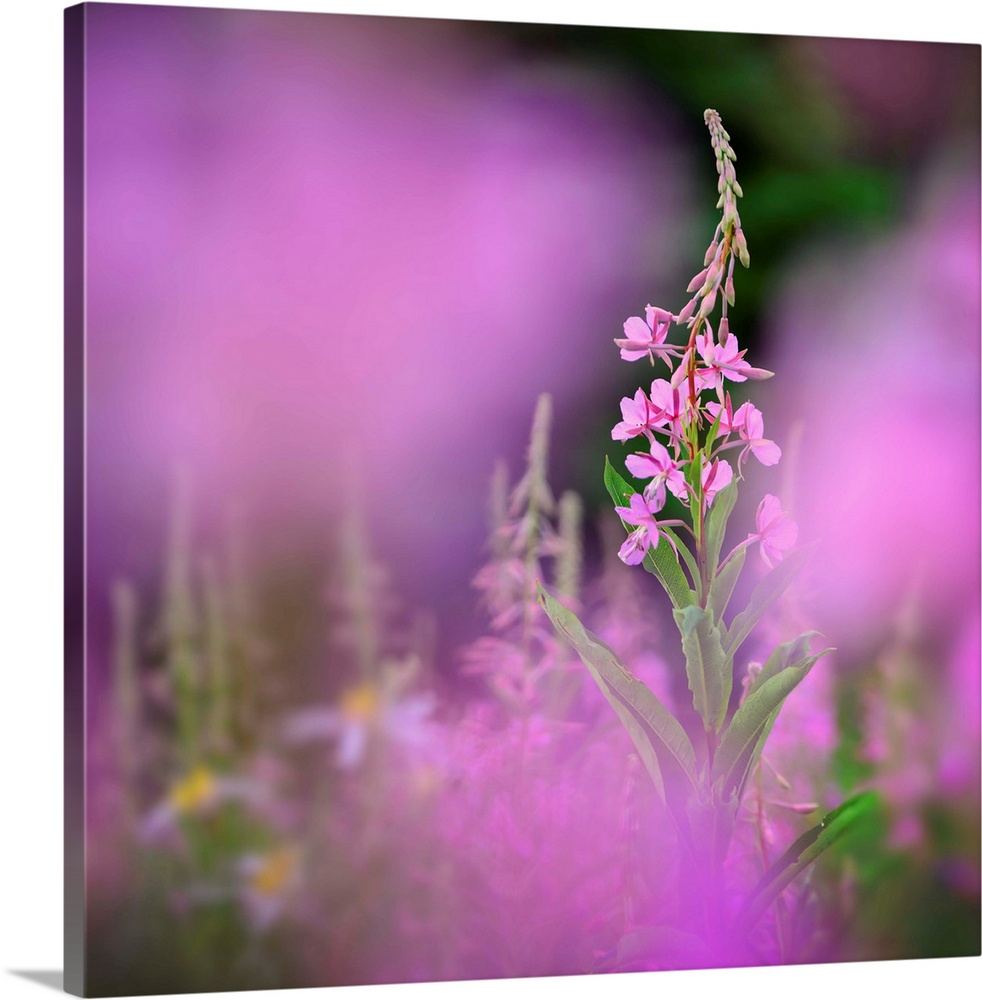 Fine art photo of a fireweed growing in a field in British Columbia, Canada.