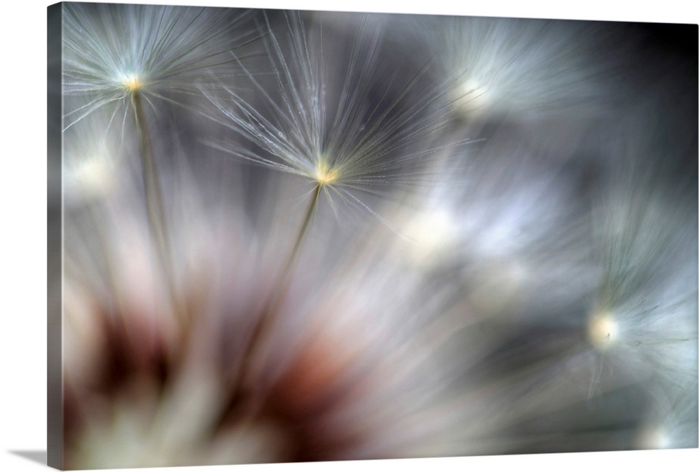 Big canvas photo of dandelions up close against a dark background.
