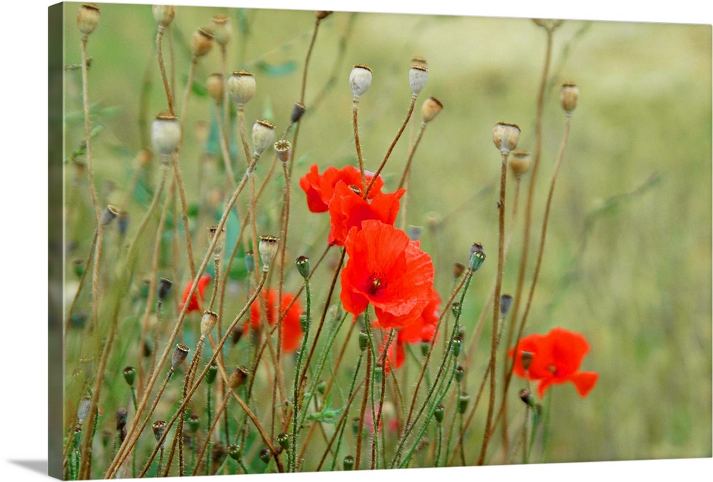 Poppies are a powerful symbol particularly here in the fields in Flanders.