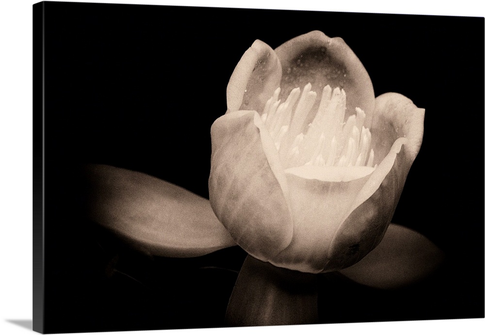 Close up macro of a Chinese tulip tree flower against black background in sepia.
