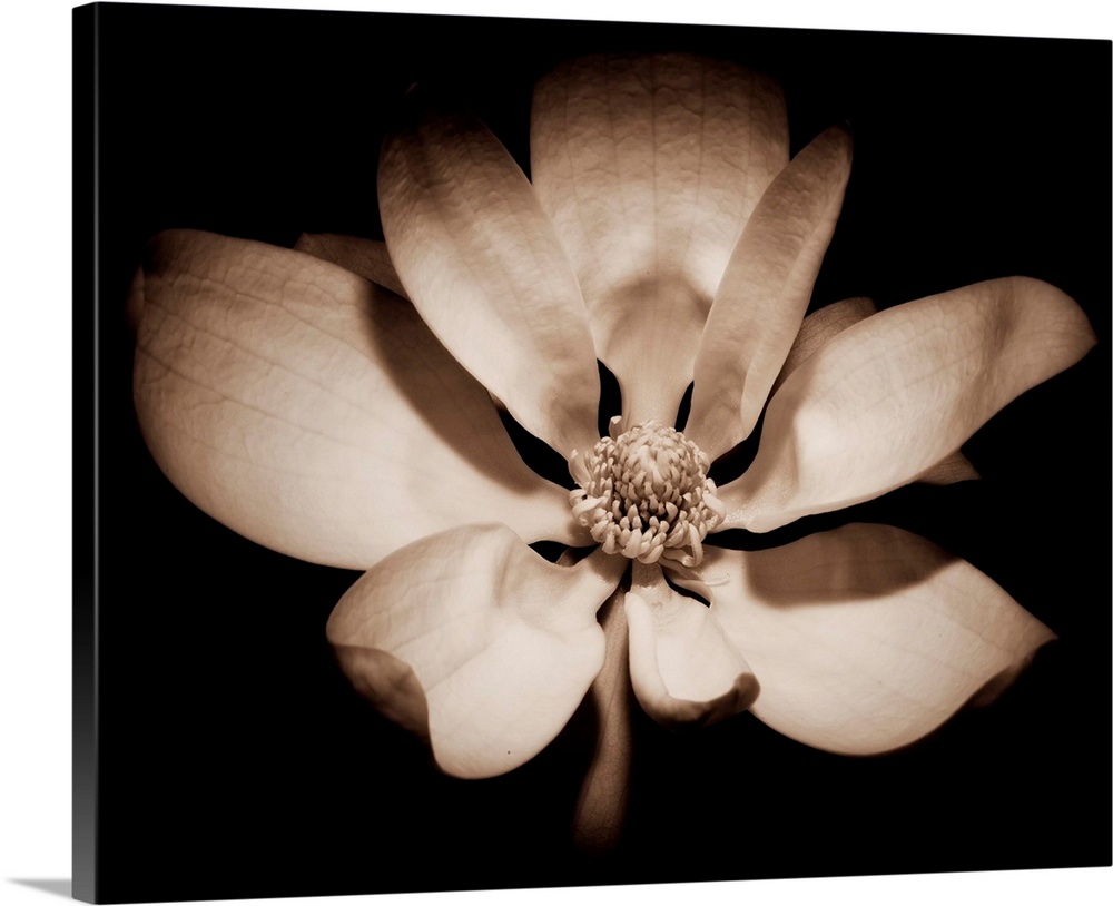 Floral Black and White II Wall Art, Canvas Prints, Framed Prints, Wall