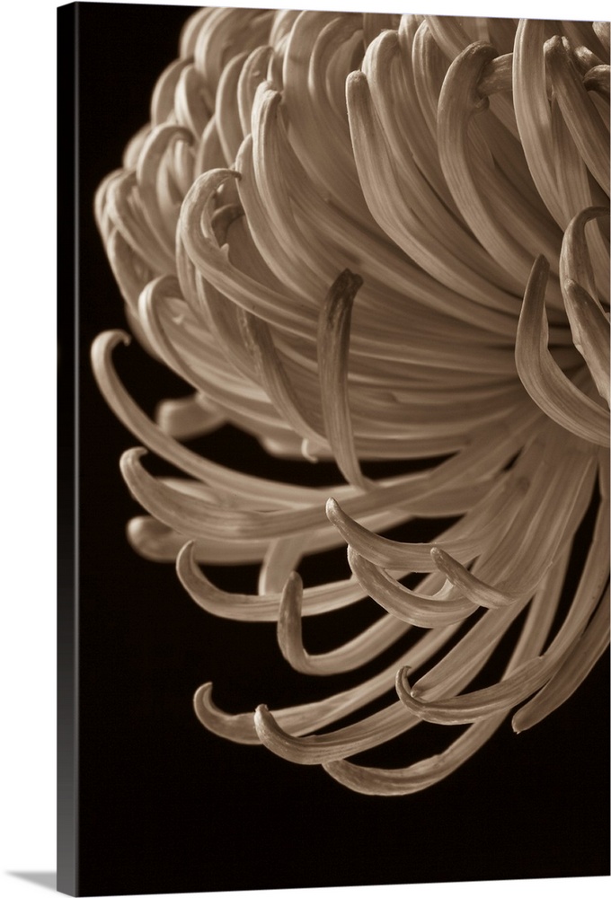 A contemporary close up of a cascading Crysthamum flower sepia toned.
