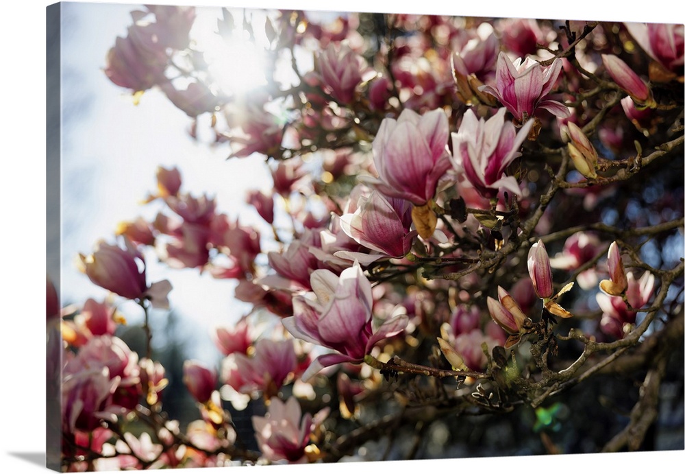 Flowering Magnolia Tree in Spring Sunlight.