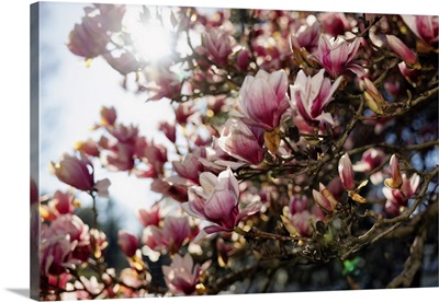 Flowering Magnolia Tree In Spring Sunlight