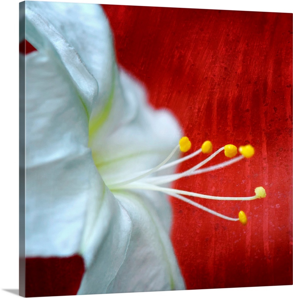 Flowers for Zoe Wall Art, Canvas Prints, Framed Prints, Wall Peels Great Big Canvas