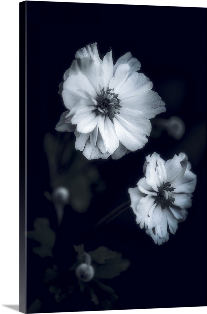 Close up of white flowers on black background