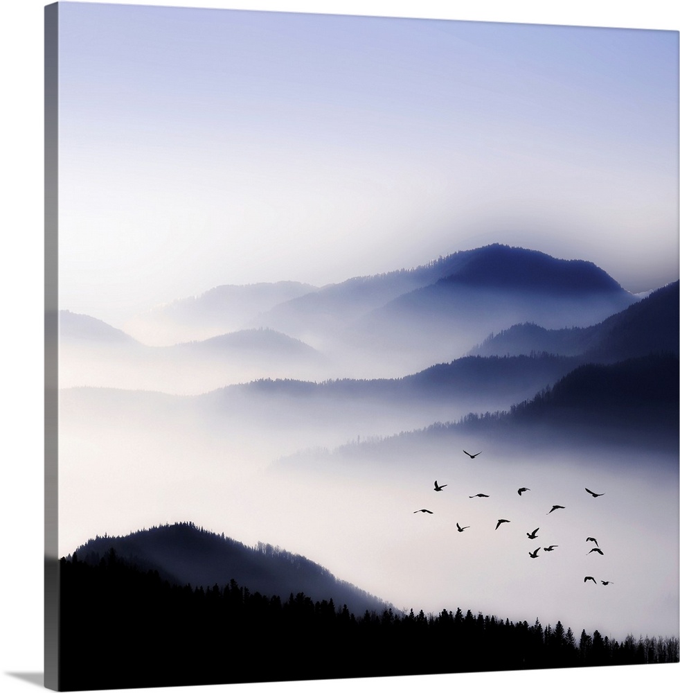 Dense fog hangs over large tree covered hills with a flock of birds flying above the fog.