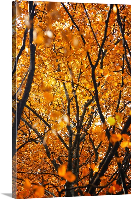 Foliage Wall Art, Canvas Prints, Framed Prints, Wall Peels Great Big