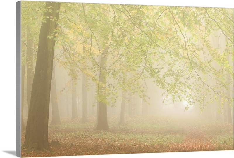 Forest Fog I Wall Art, Canvas Prints, Framed Prints, Wall Peels Great