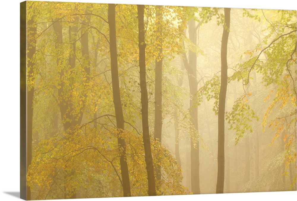 A misty dawn in an English woodland.