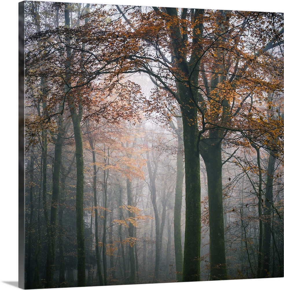 Square foggy forest mood at fall in Broceliande forest, France, big tree with orange leaves at first plan.