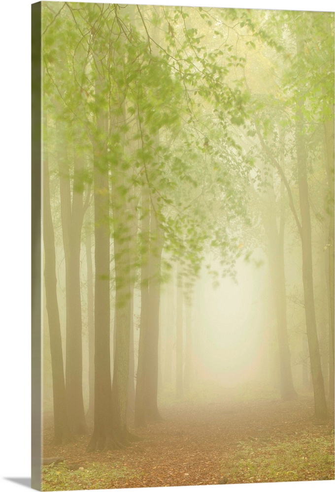 An avenue of tall trees with fresh green leaves on a misty dawn morning.