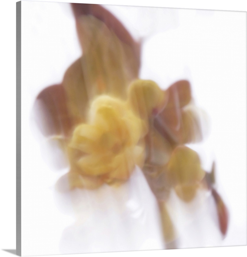 View of an artistically blurred yellow flower emerges from the shadows.