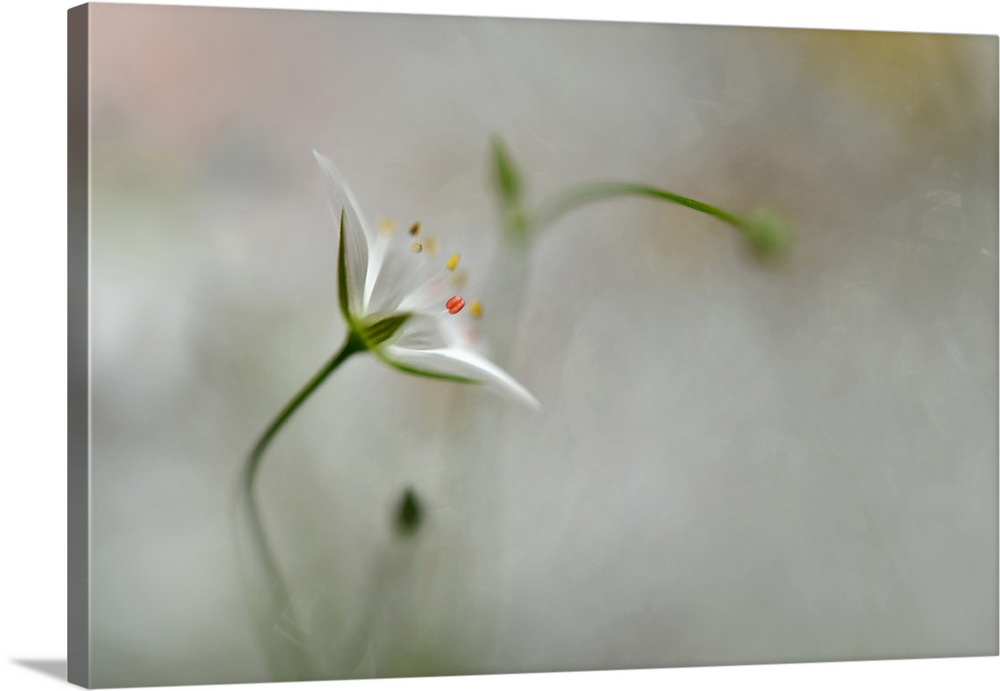 Delicate white flower almost obscured against a blurred background.