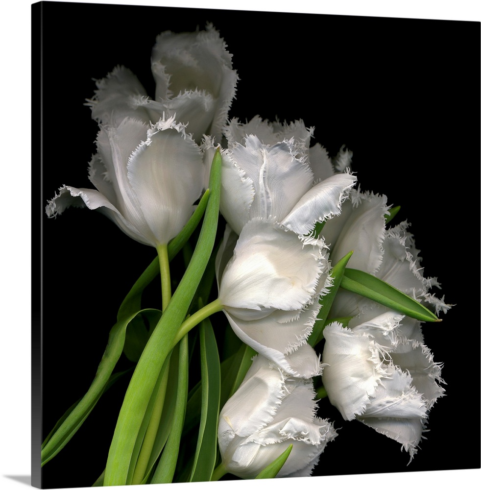 Photograph of white tulips with petals that have fraying edges against a black background.