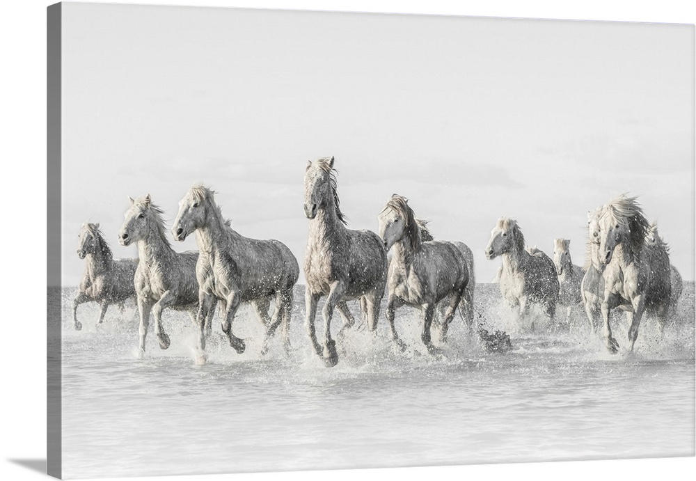 These white horses born in the Camargue are an ancient breed, originally from the Camargue in France. Its main use to lead...