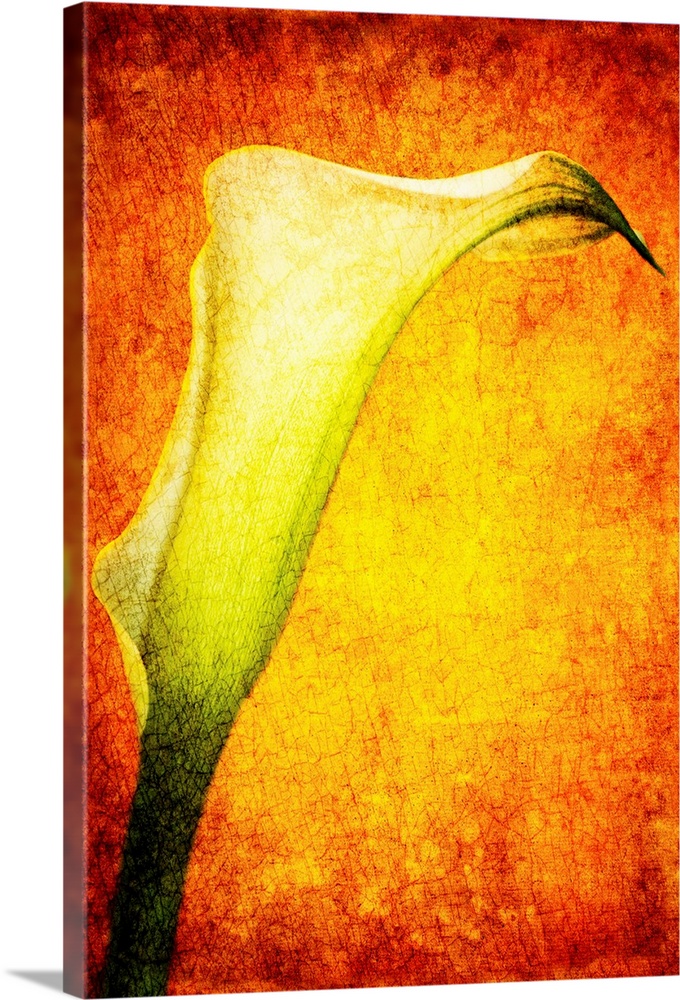 A textured vintage close-up of a calla lily flower in creams golds and yellows.