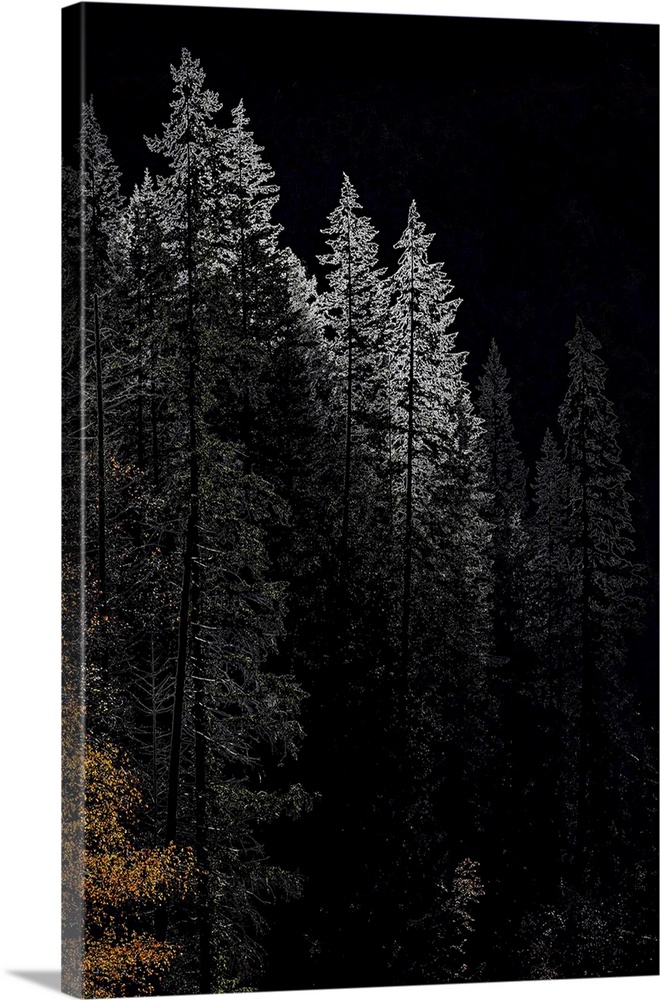 A group of very tall trees in Fall in the mountains of British Columbia, Canada. The trees glowing white were lit by sunsh...