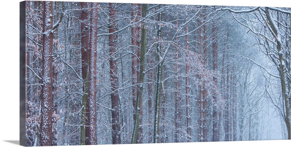 A melancholy cool blue grey image of an avenue of trees in hoar frost and snow receeding into a panoramic frame.