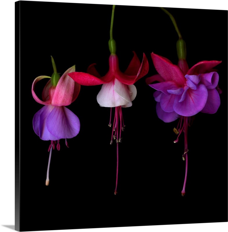 fuschia-wall-art-canvas-prints-framed-prints-wall-peels-great-big