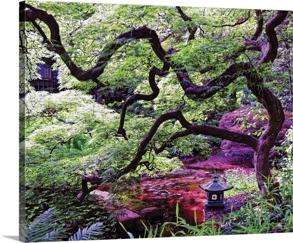 Japanese Garden with a Maple Tree and a Little Creek