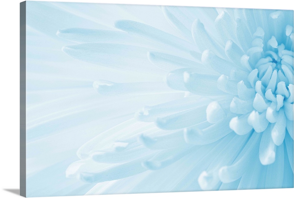 A soft contemporary close-up of an open Crysanthemum flower in pale cool blue.